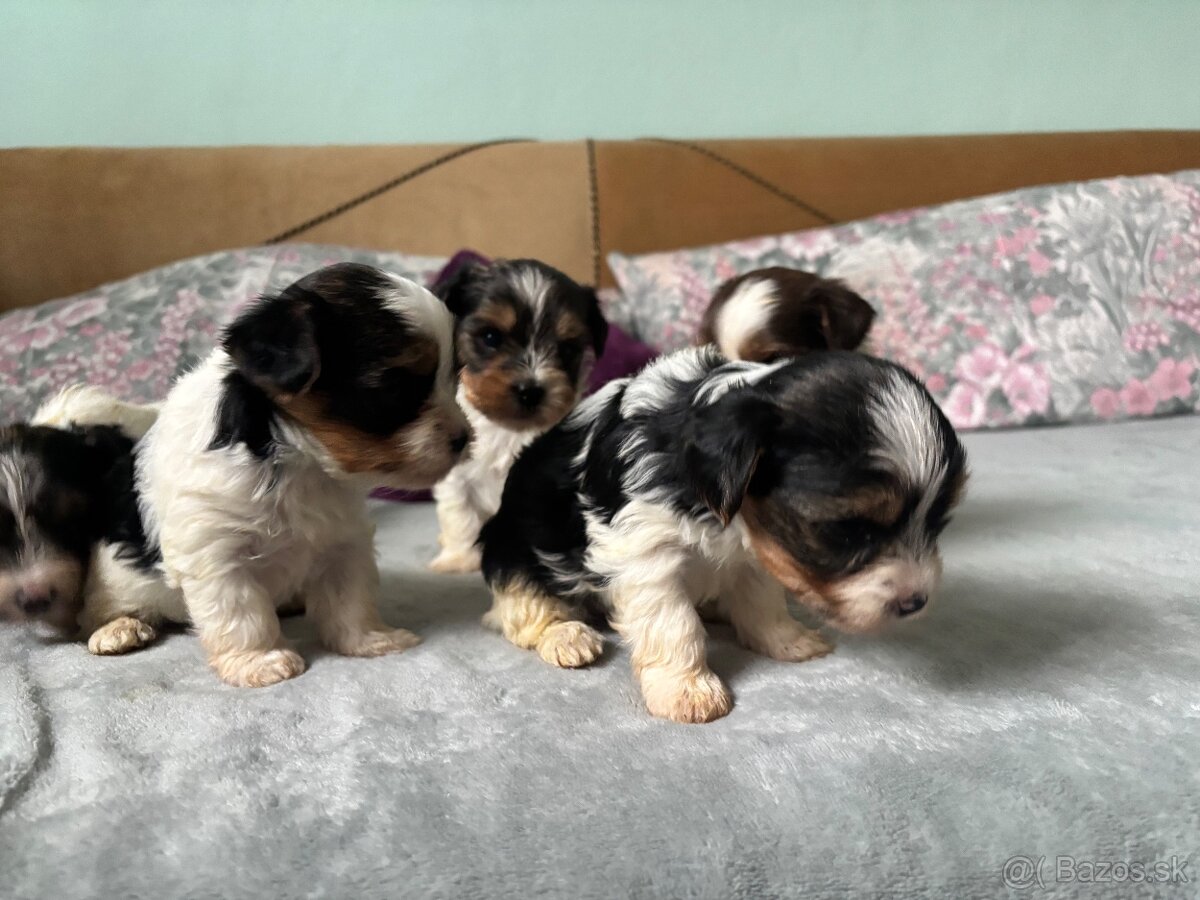 Biewer yorkshire terier - 11