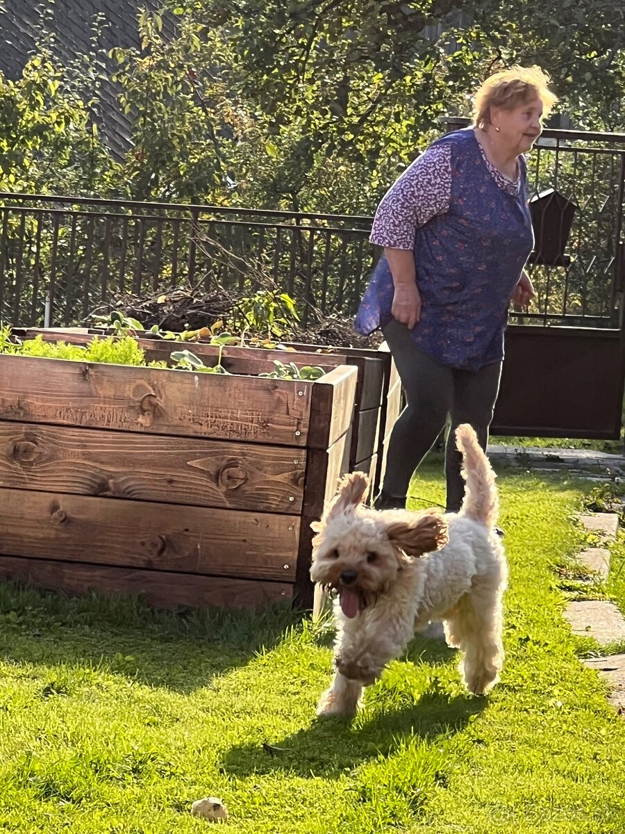 Cavapoo Max na krytie - 11