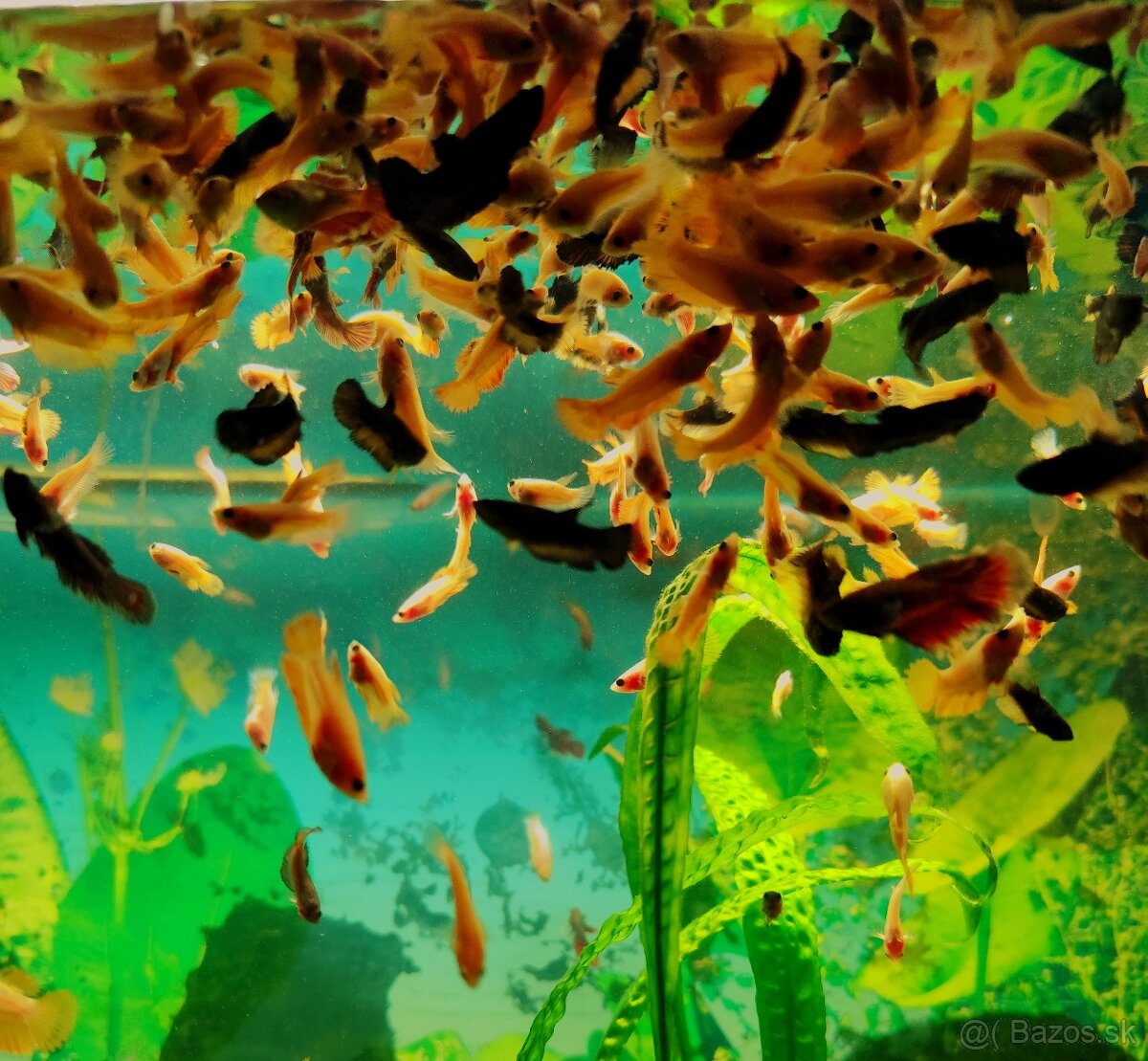 Betta Splendens - Bojovnica Pestrá. - 11