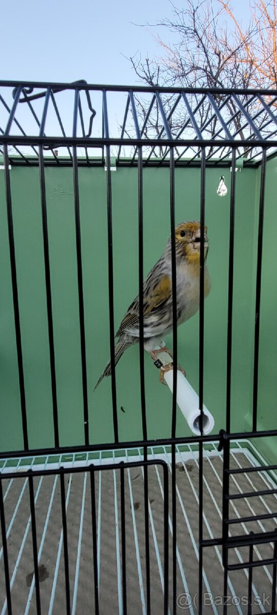 Predám Kanáriky,Kanáre - 11