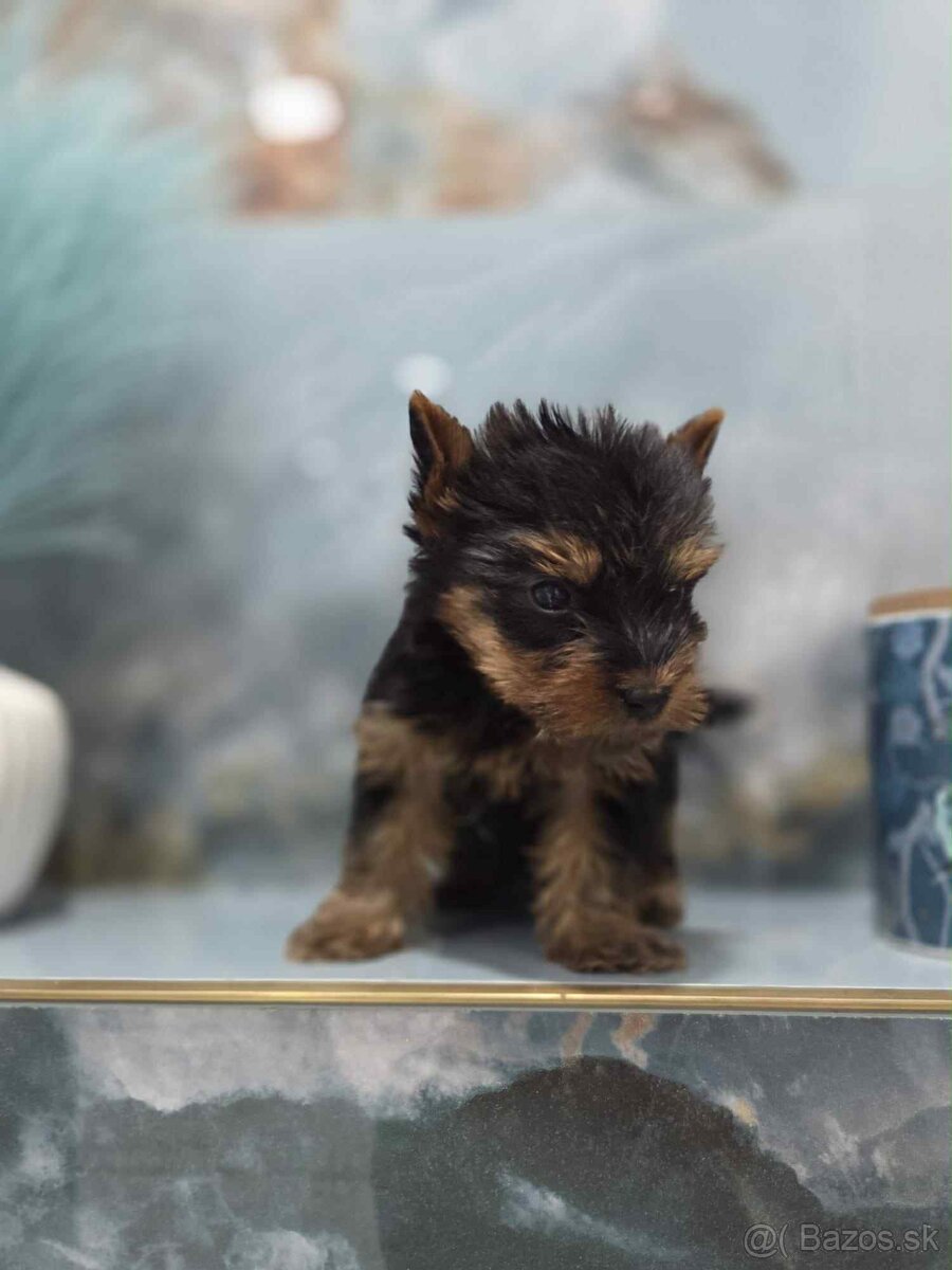 Yorkshirsky terier - 11