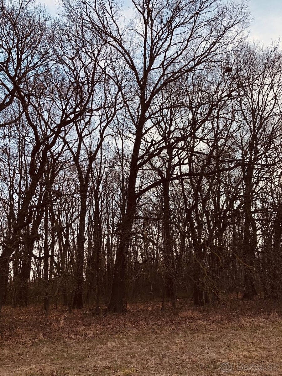 Pozemok - Lúka, Malé Leváre, 26 385 m² - 11