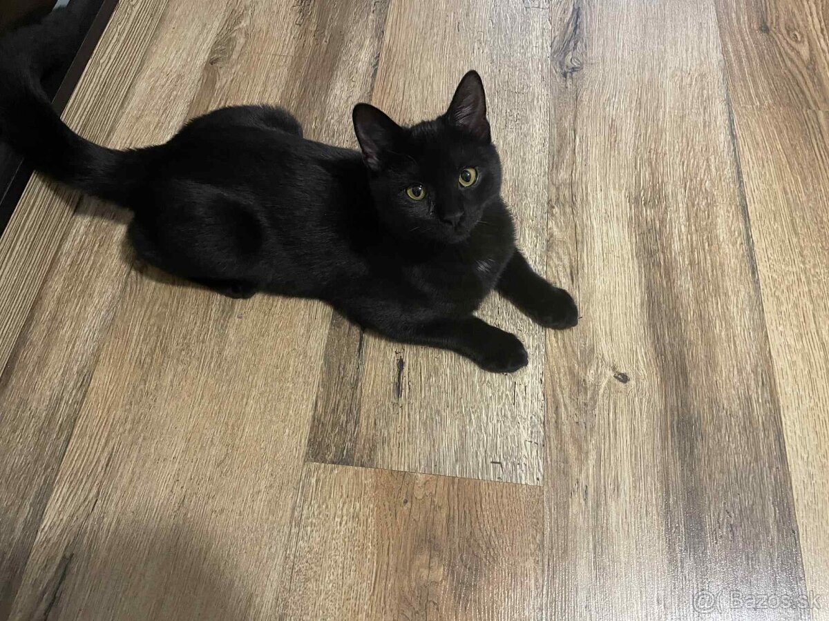 Darujem kocúrika - 11