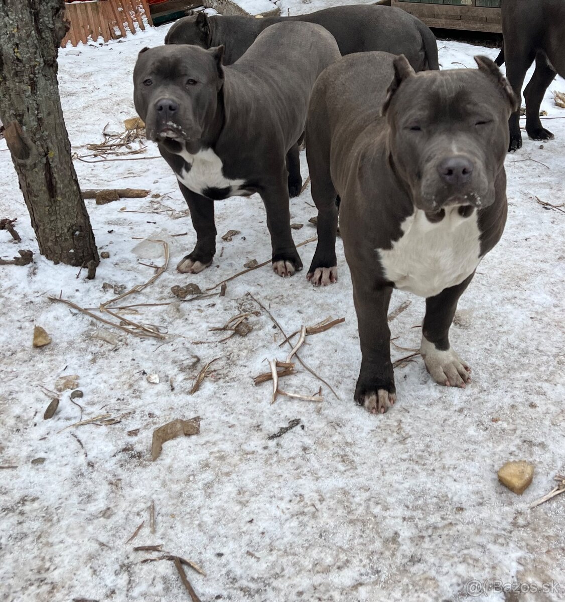 American bully - 11