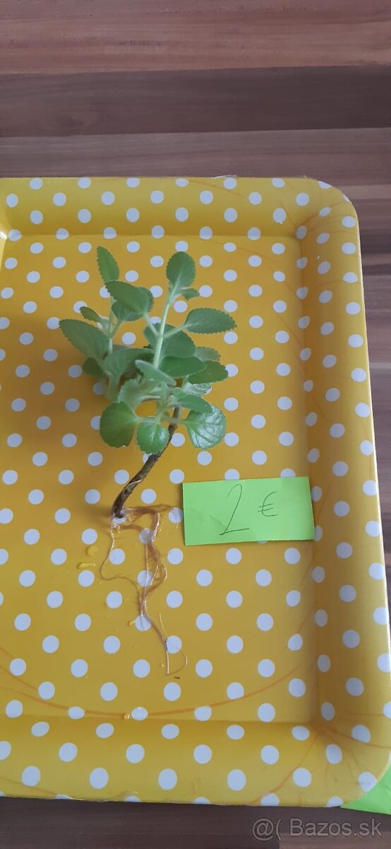 Zakorenené izbove rastliny - 11