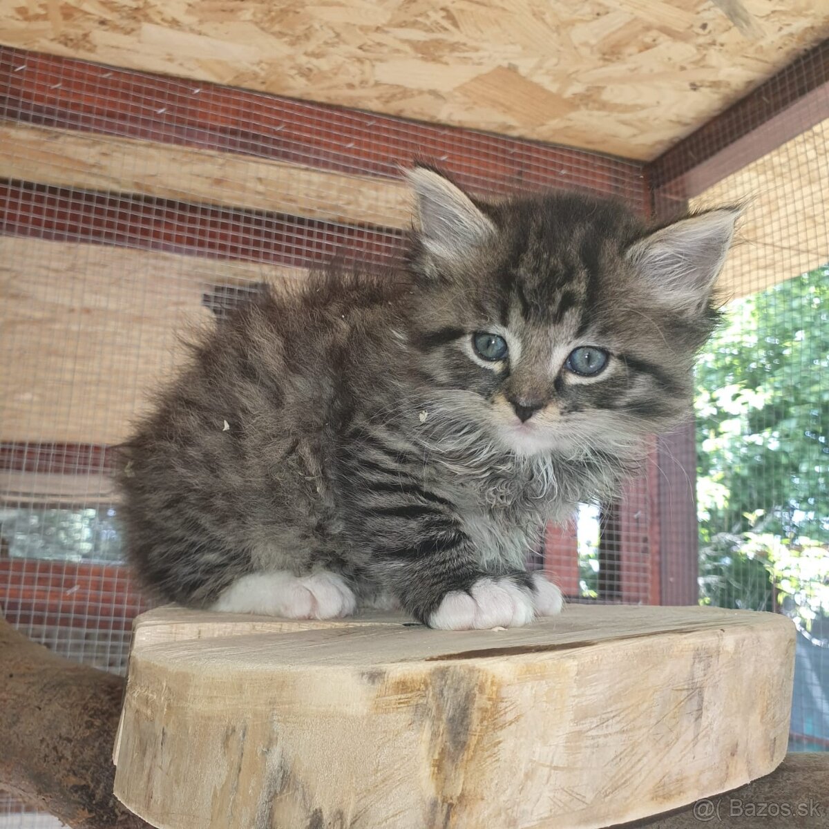 Ponukam maciatka - 11