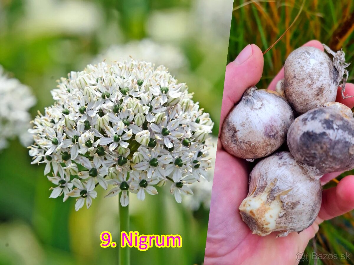 Okrasný cesnak 13 druhov od 0.15€ - 11