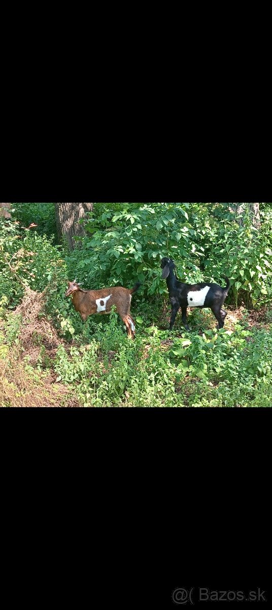 Anglonubijska koza a cap - 11