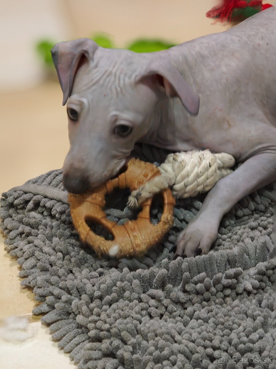 Americký bezsrstý teriér - 11