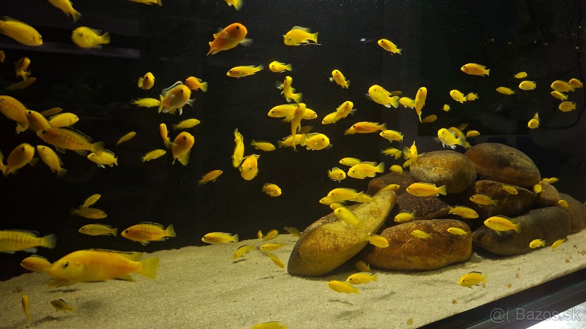 Africké cichlidy - 11