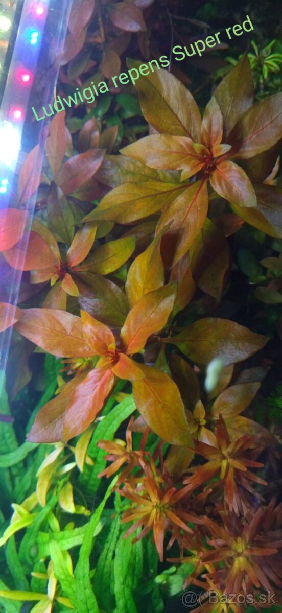 Akvarijne rastlinky z prestrihu - 11