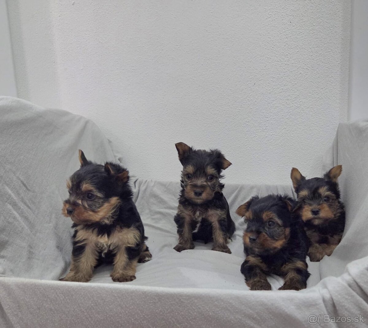 Yorkshirsky terier - 11