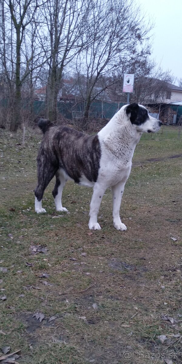 Stredoázijského ovčiaka - 11