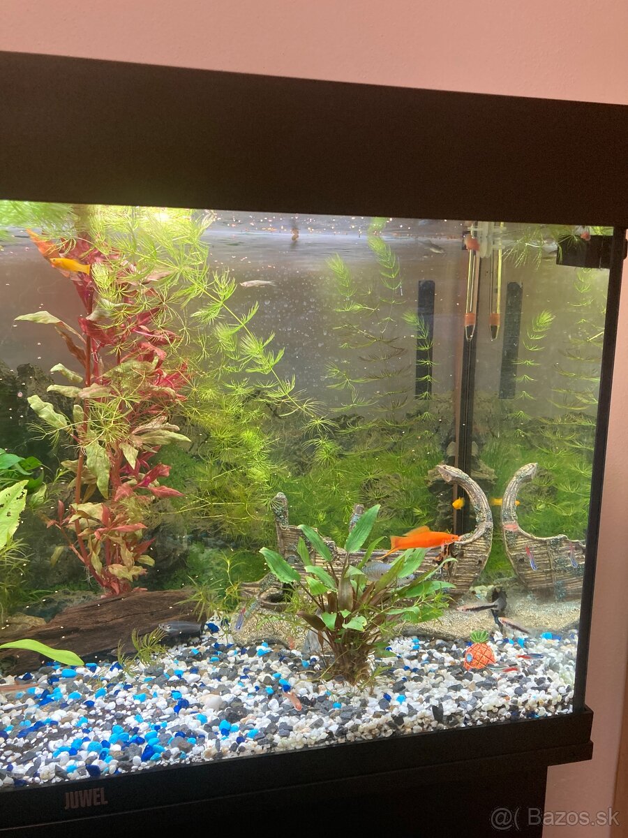 Akvarium, rybičky, rastlinky - 11