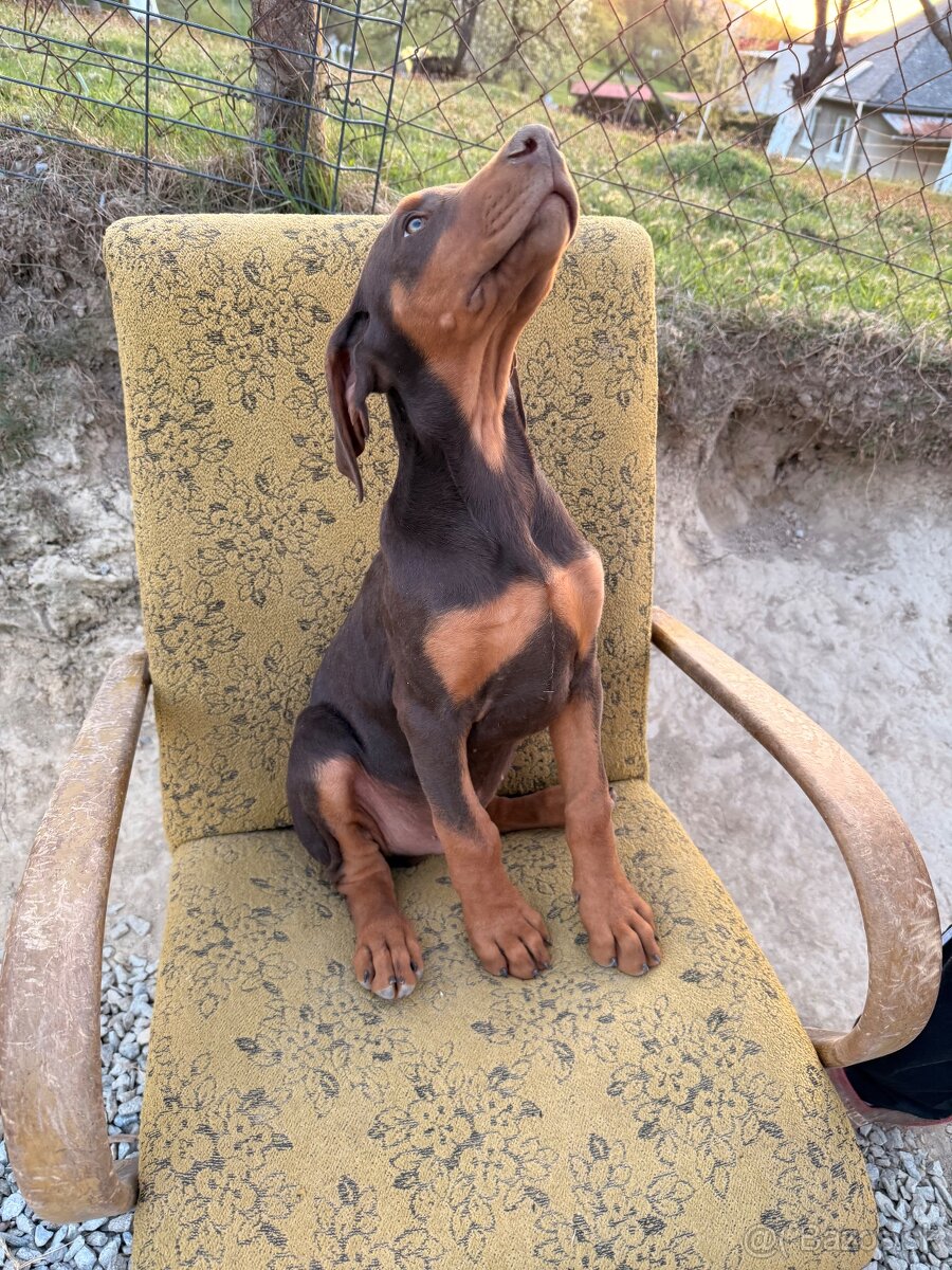 Doberman šteniatka - 11