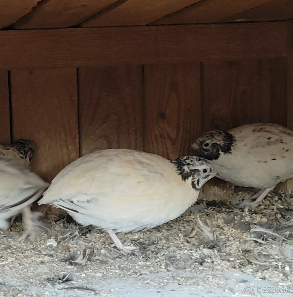 Kohuti prepelica japonska - 11