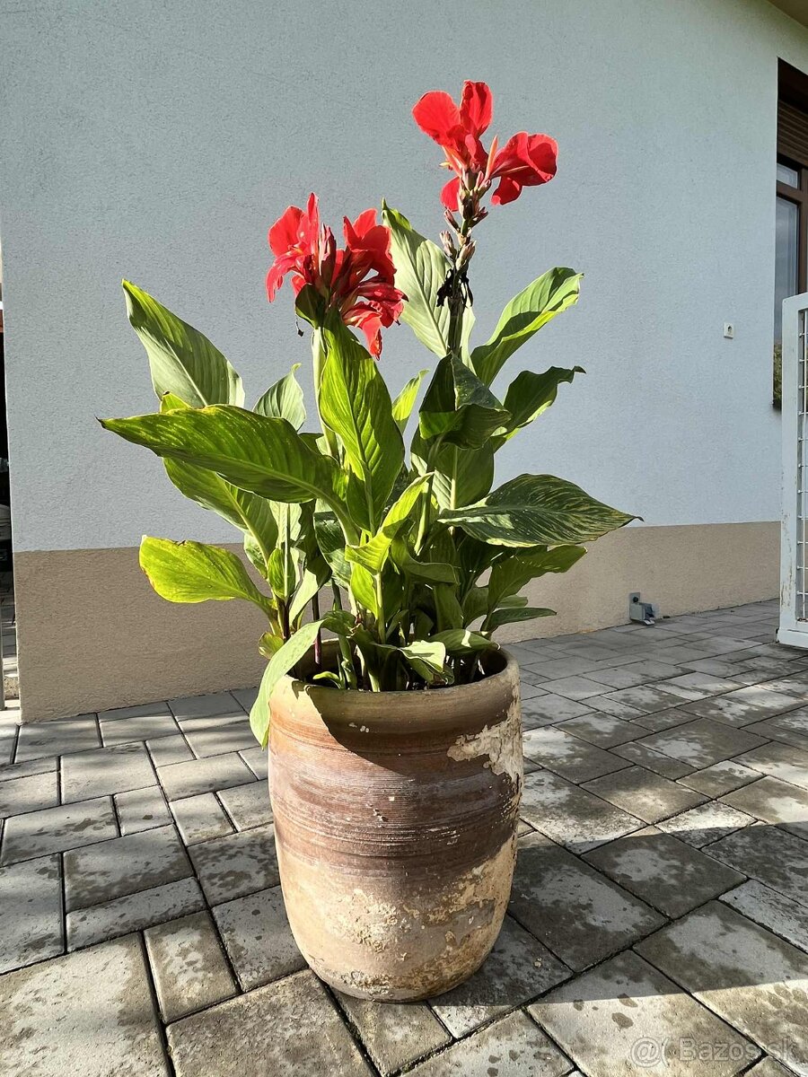 Kana indická - Canna indica - 11