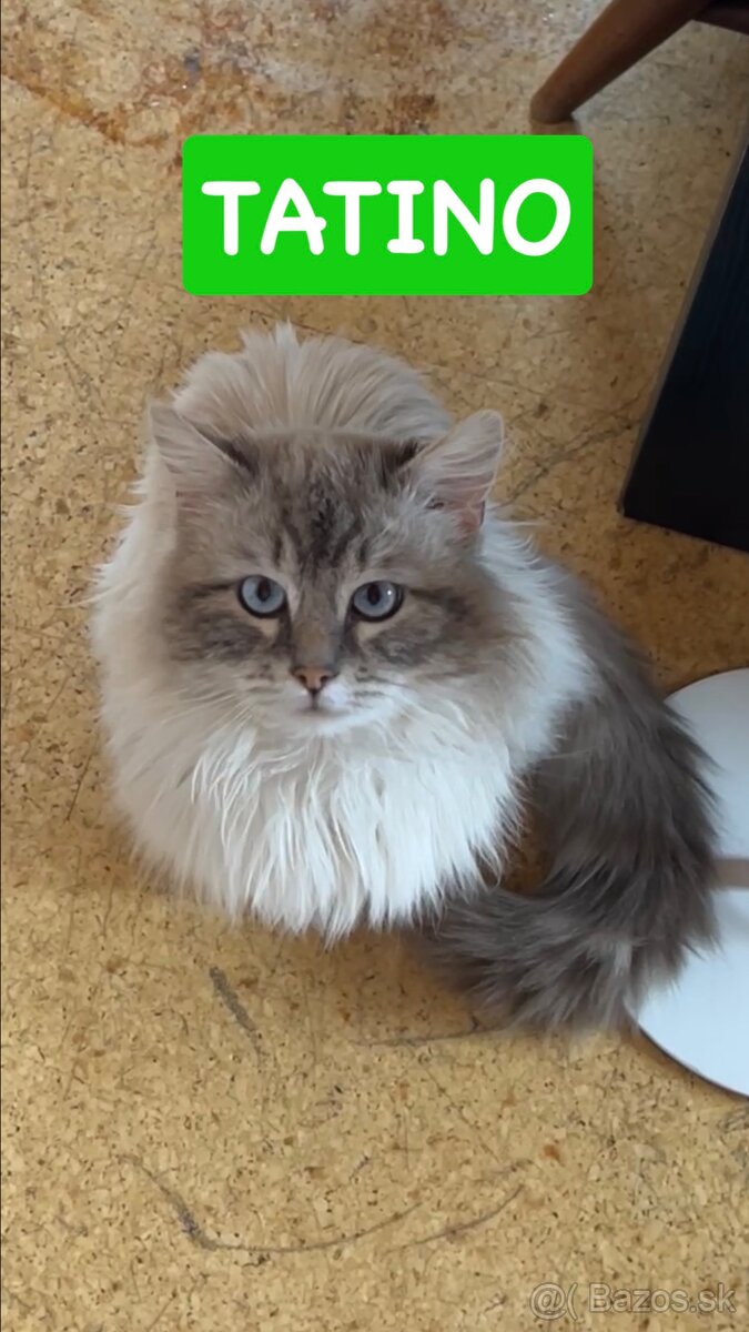 Mačiatka ragdoll - 11