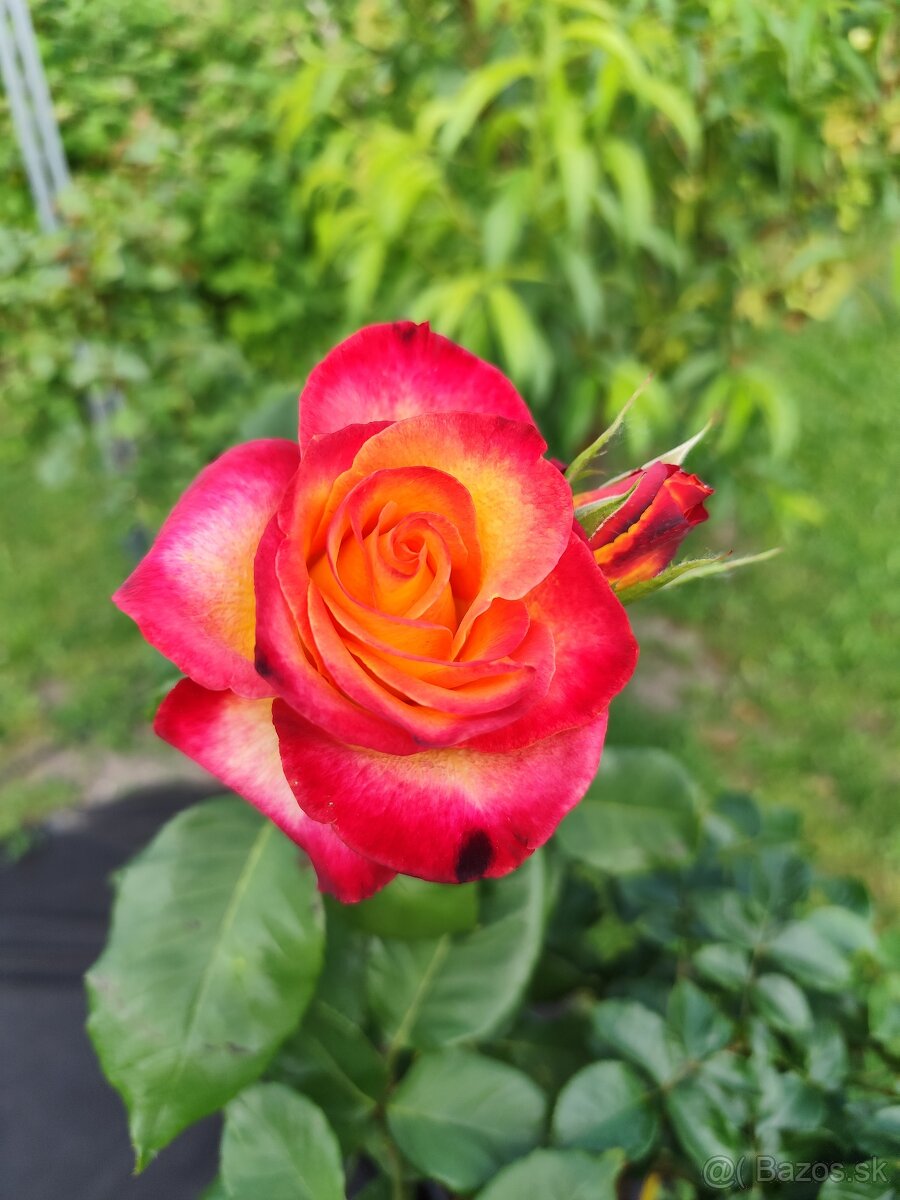 Ruže, rózsa, stromčekové ruže, rózsafa - 11