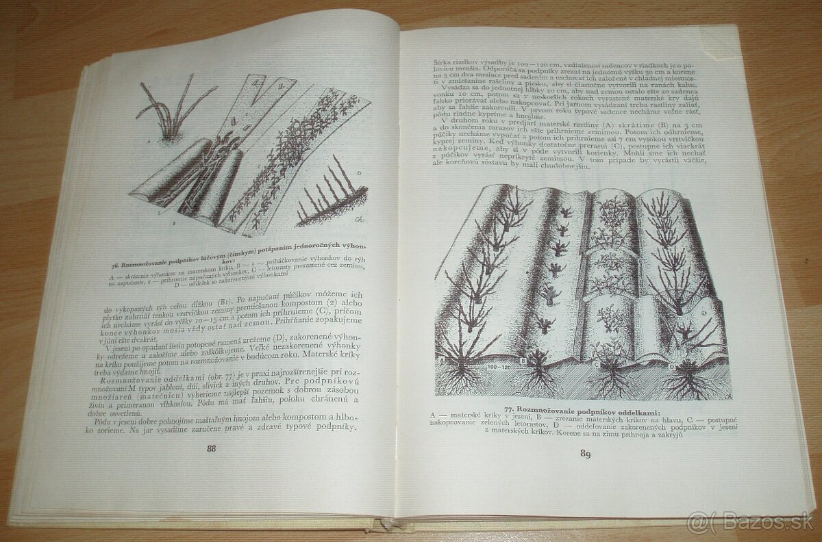 Štepenie, očkovanie a preštepovanie drevín - 11