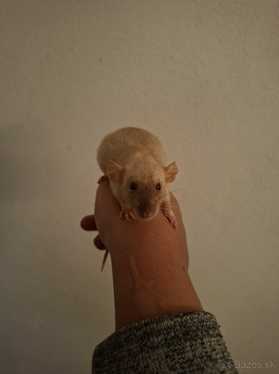 Predám potkaniky - 11
