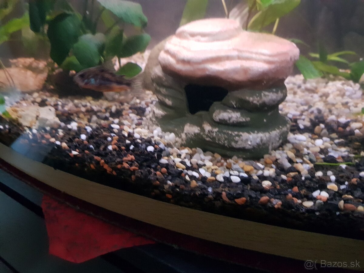 zabehnuté 54 litrové akvárium - 11