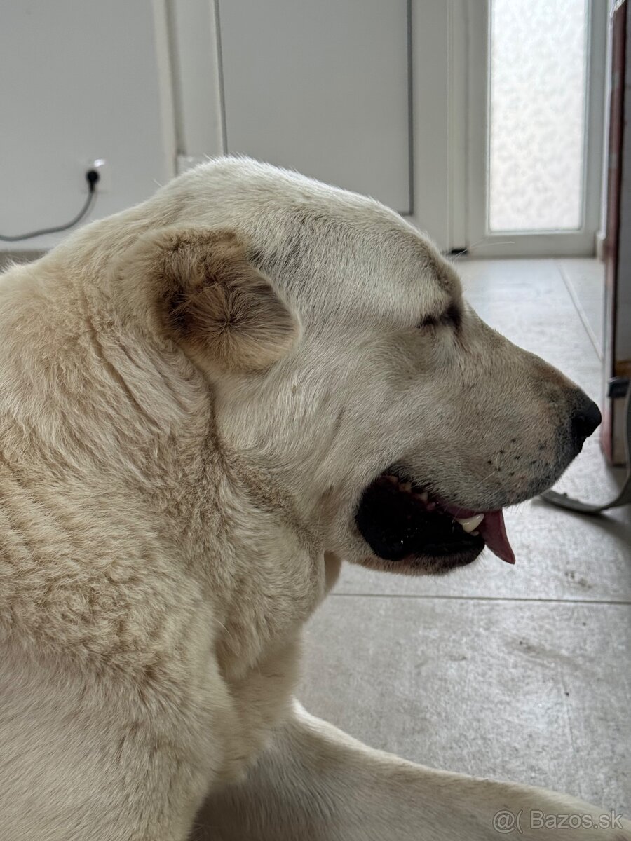 Stredoázijský ovčiak SAO - 11