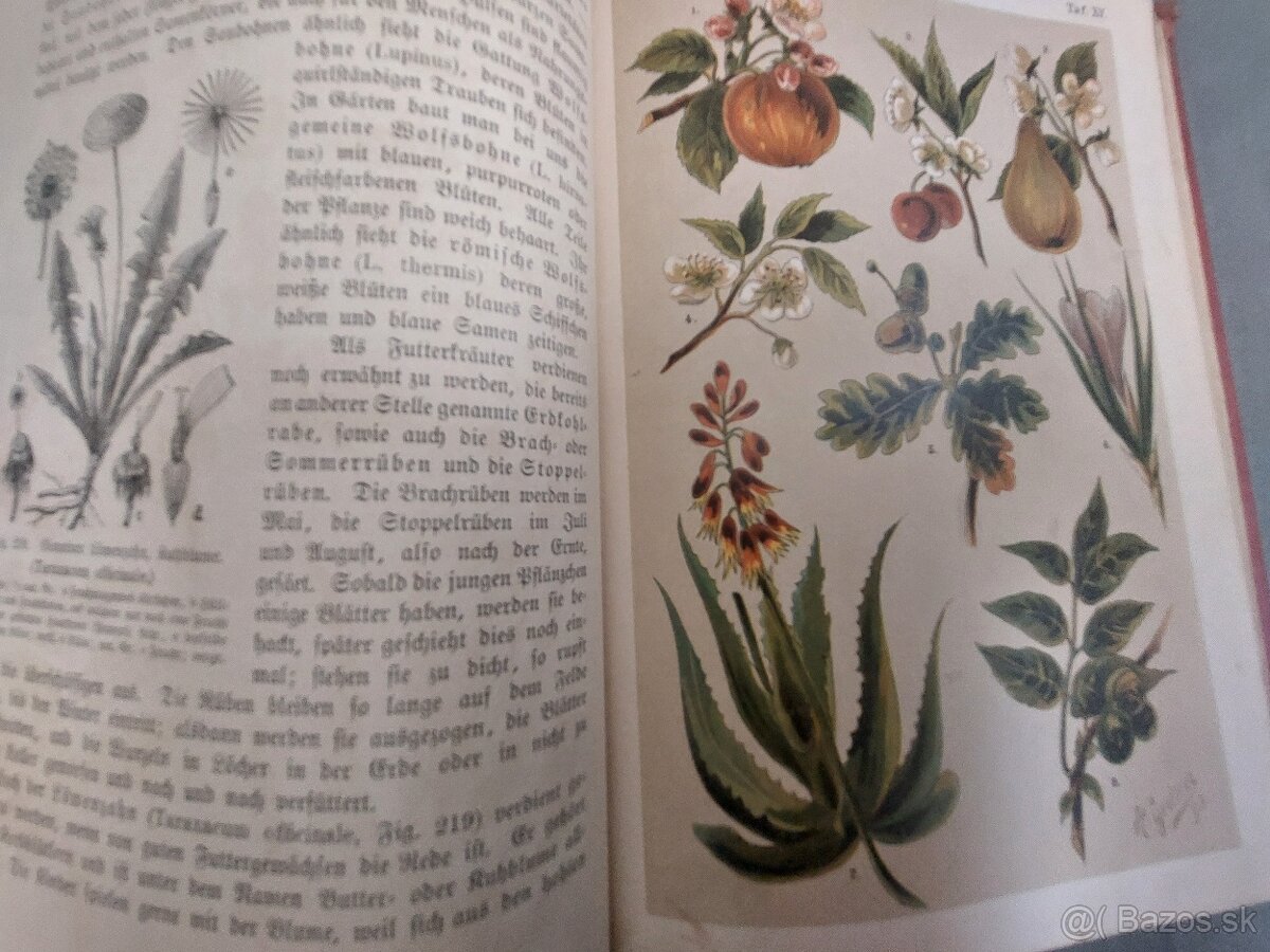 Naturgeshichte 19.storocie - 11