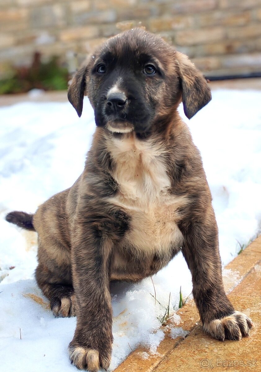 Stredoazijsky ovčiak - 11