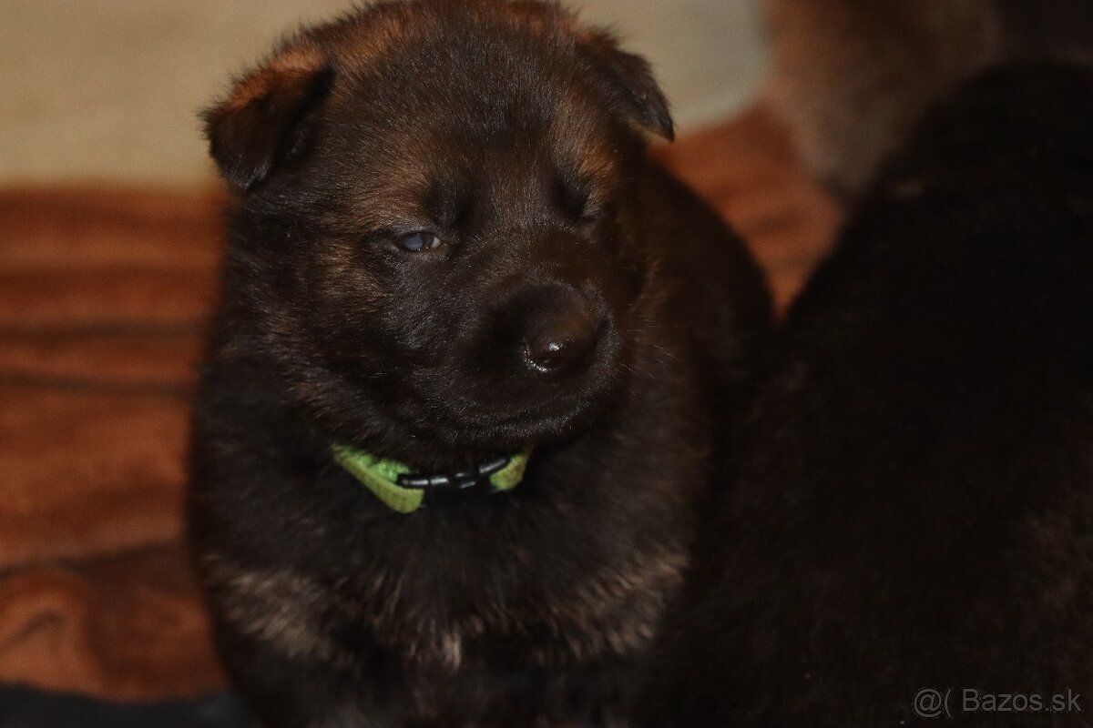 Německý ovčák s PP - 11