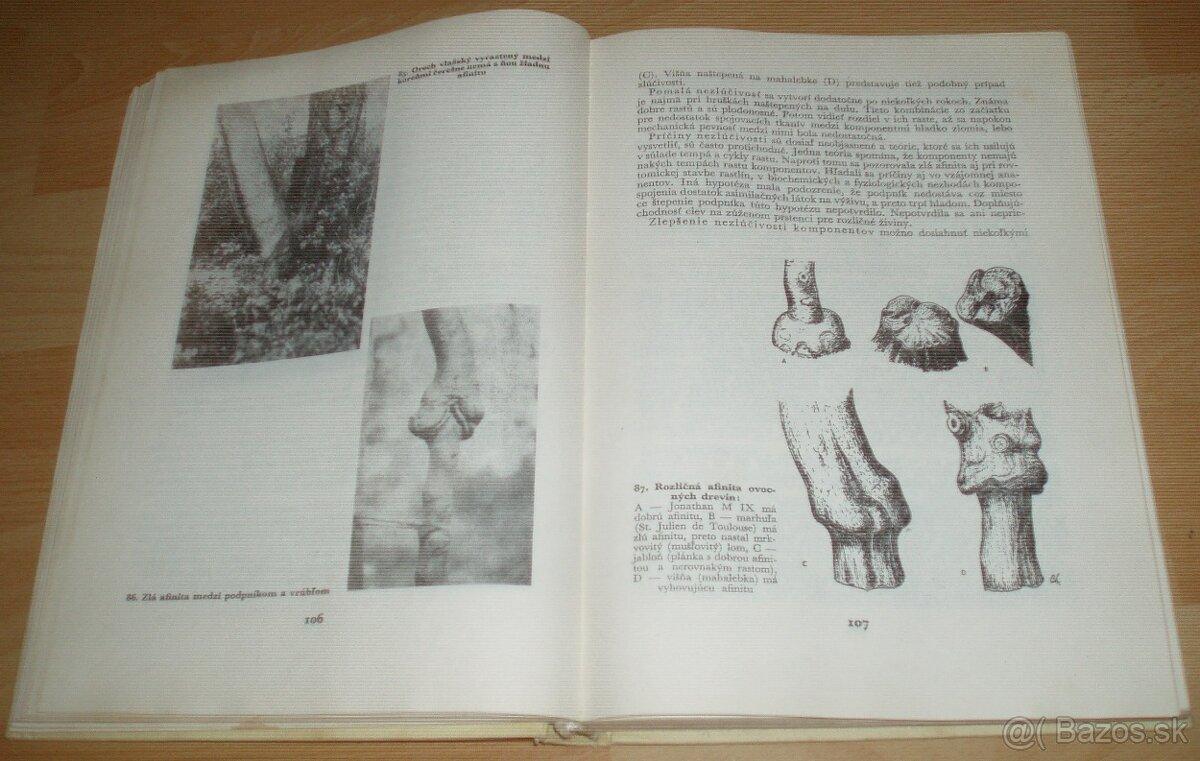 Štepenie, očkovanie a preštepovanie drevín - 11