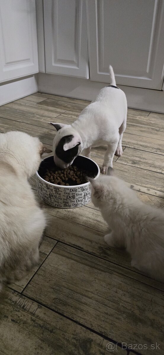 Miniatúrny bullterrier s PP - 11