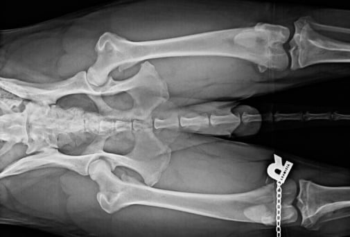 nemecký ovčiak - 11