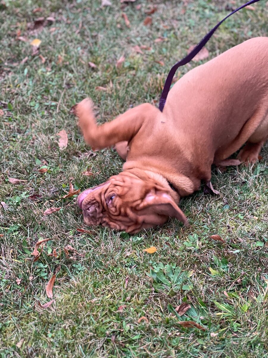 Dogue de Bordeaux s PP holčička Bordeauxská doga - 11