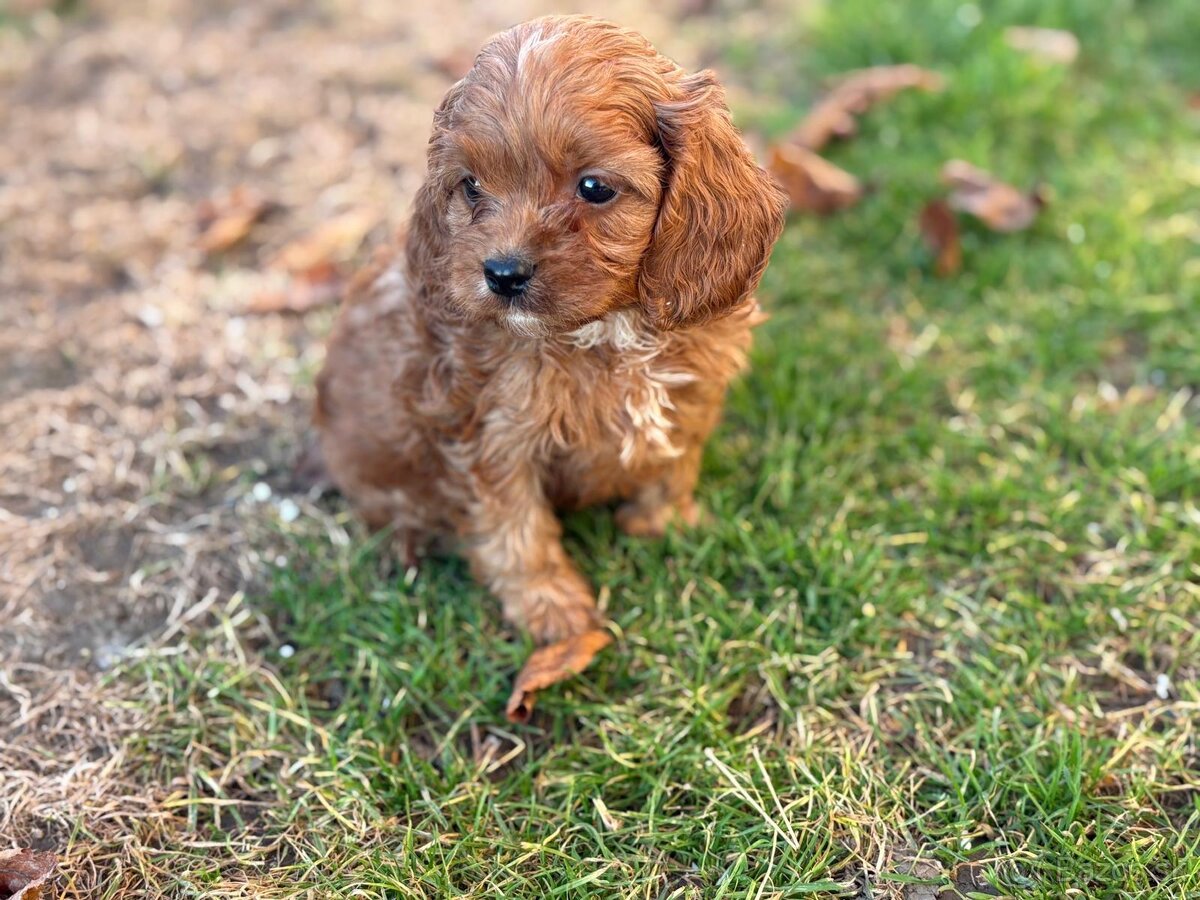 Cavapoo - 11