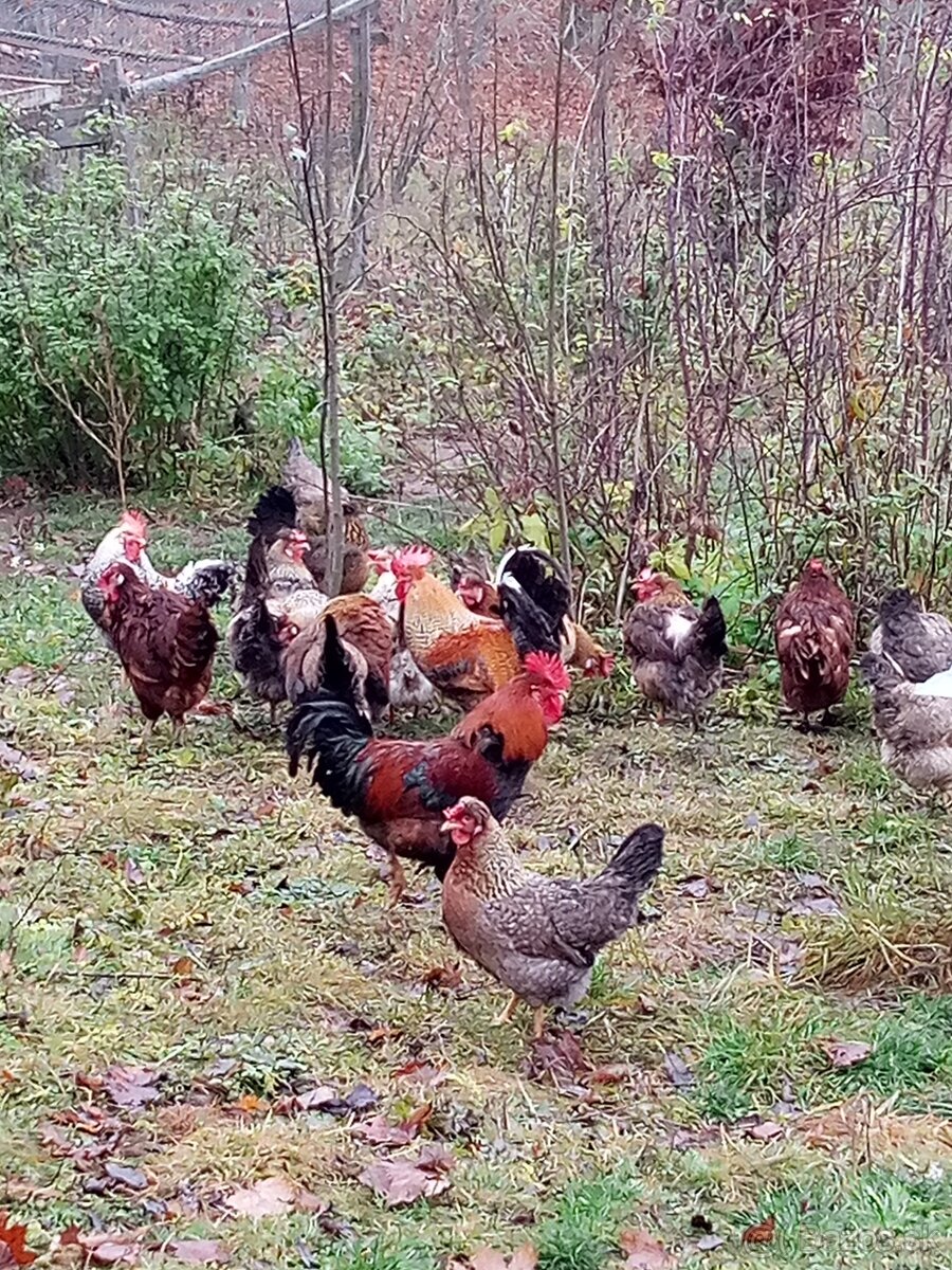 Predám NÁSADOVÉ VAJ. - 11