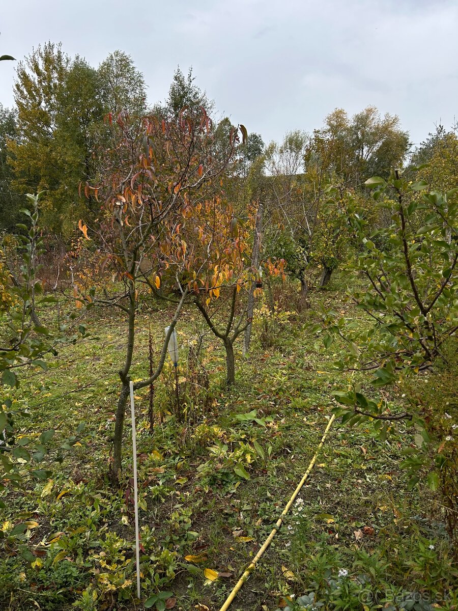 Záhrada vo Svätom Jure - 11