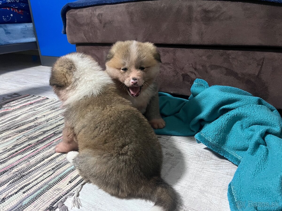 Šteniatka Akita Inu - 11