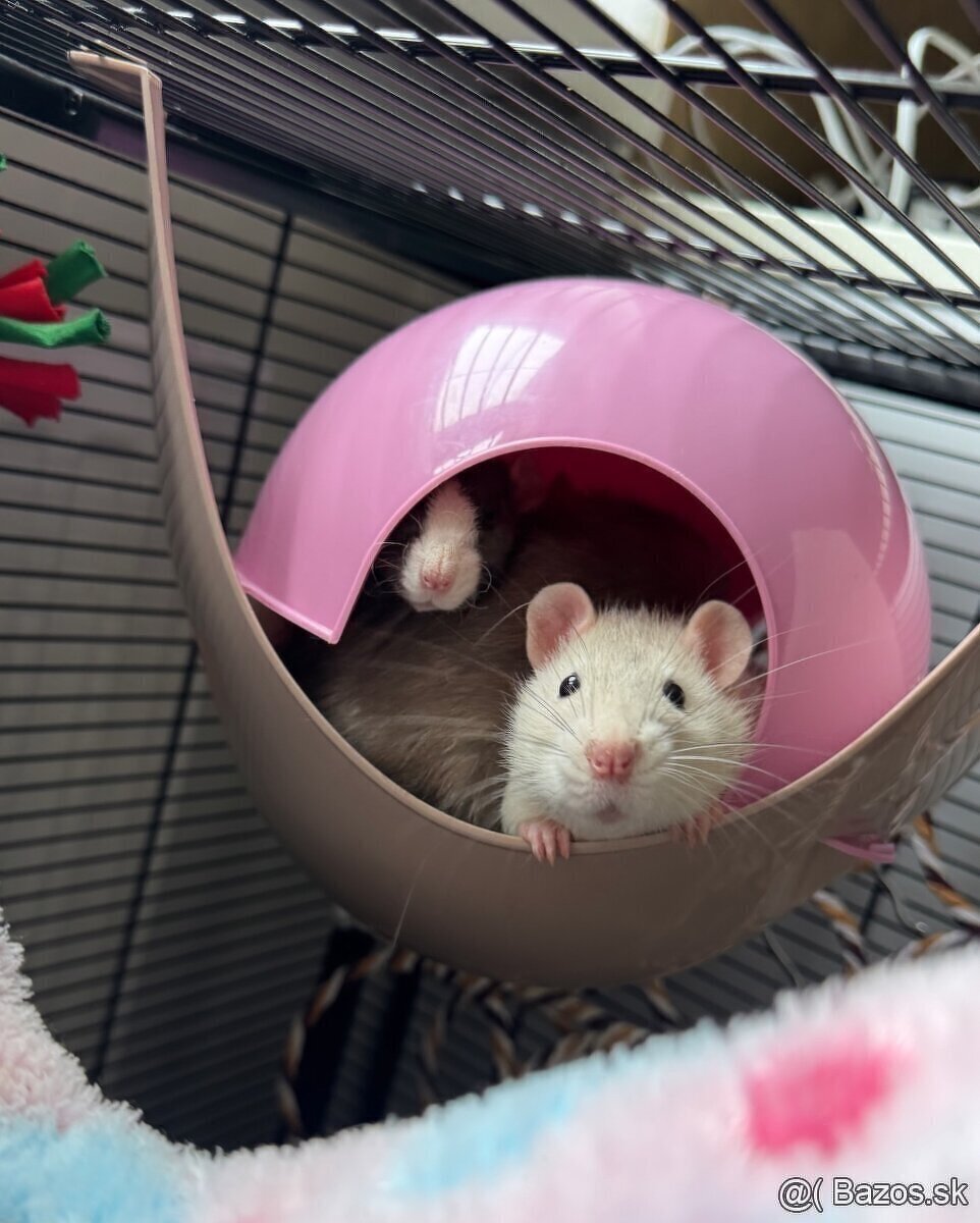 🐭 potkan, potkaníky 🐰 - 11