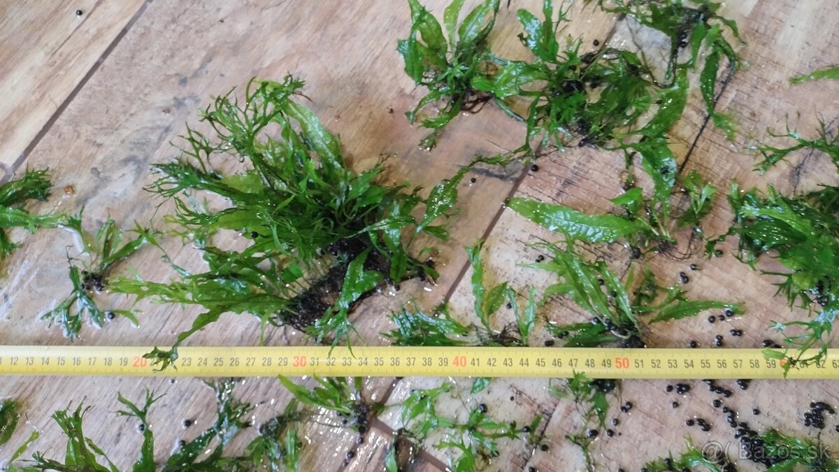 Krevetky, akvarijné rastlinky - 11