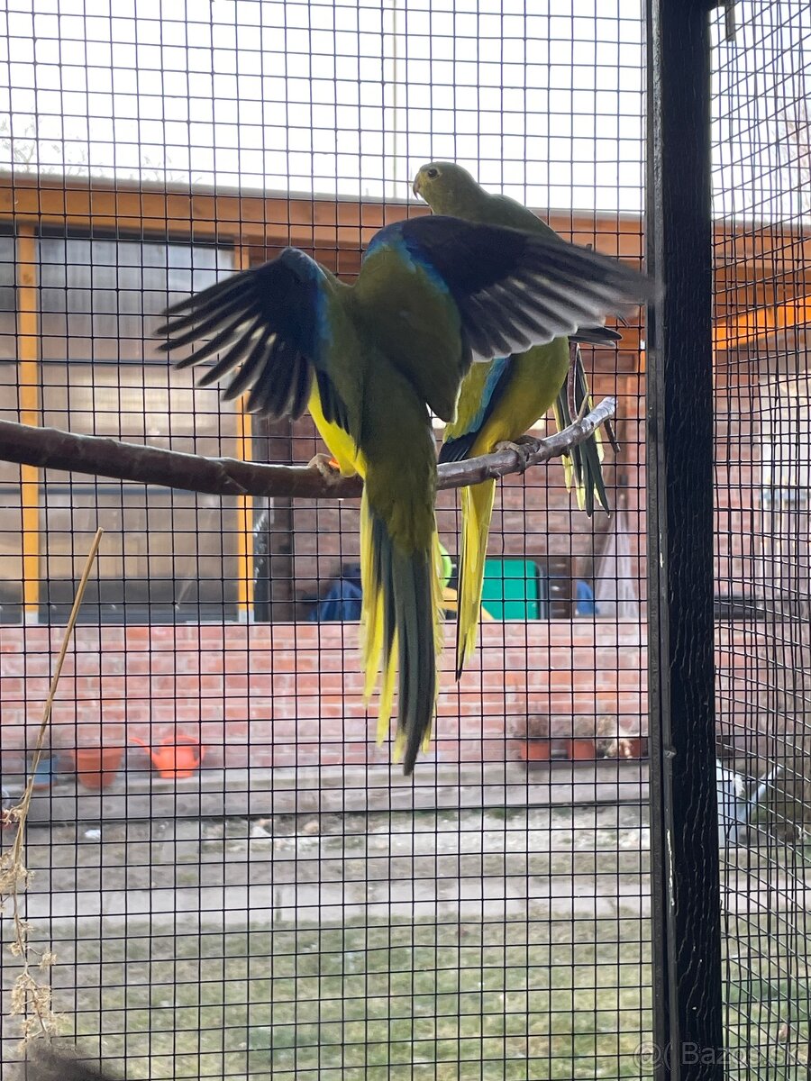 Neoféma ozdobná - 11