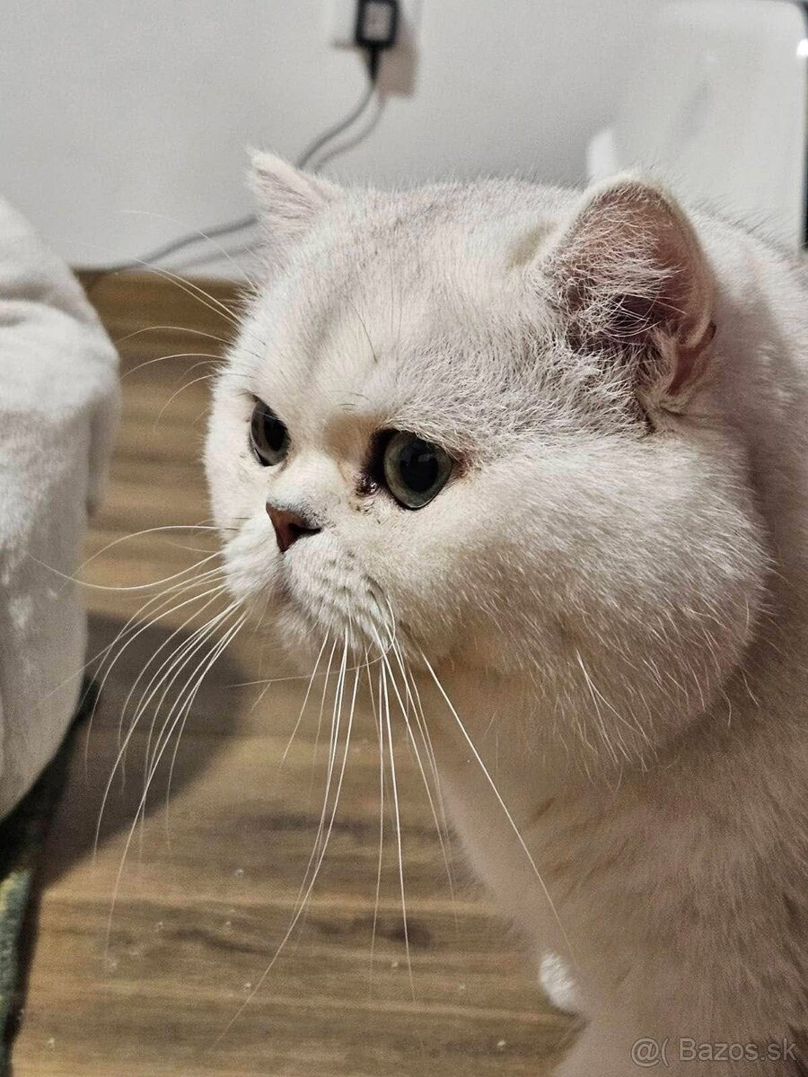 Eskimo Special Edition, SK - britský kocúrik s PP - 11