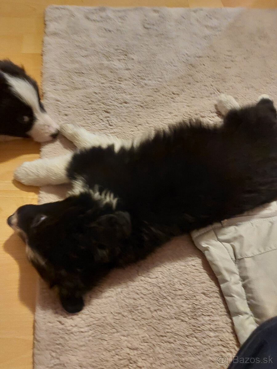 Šteňatá Border kólie - 11