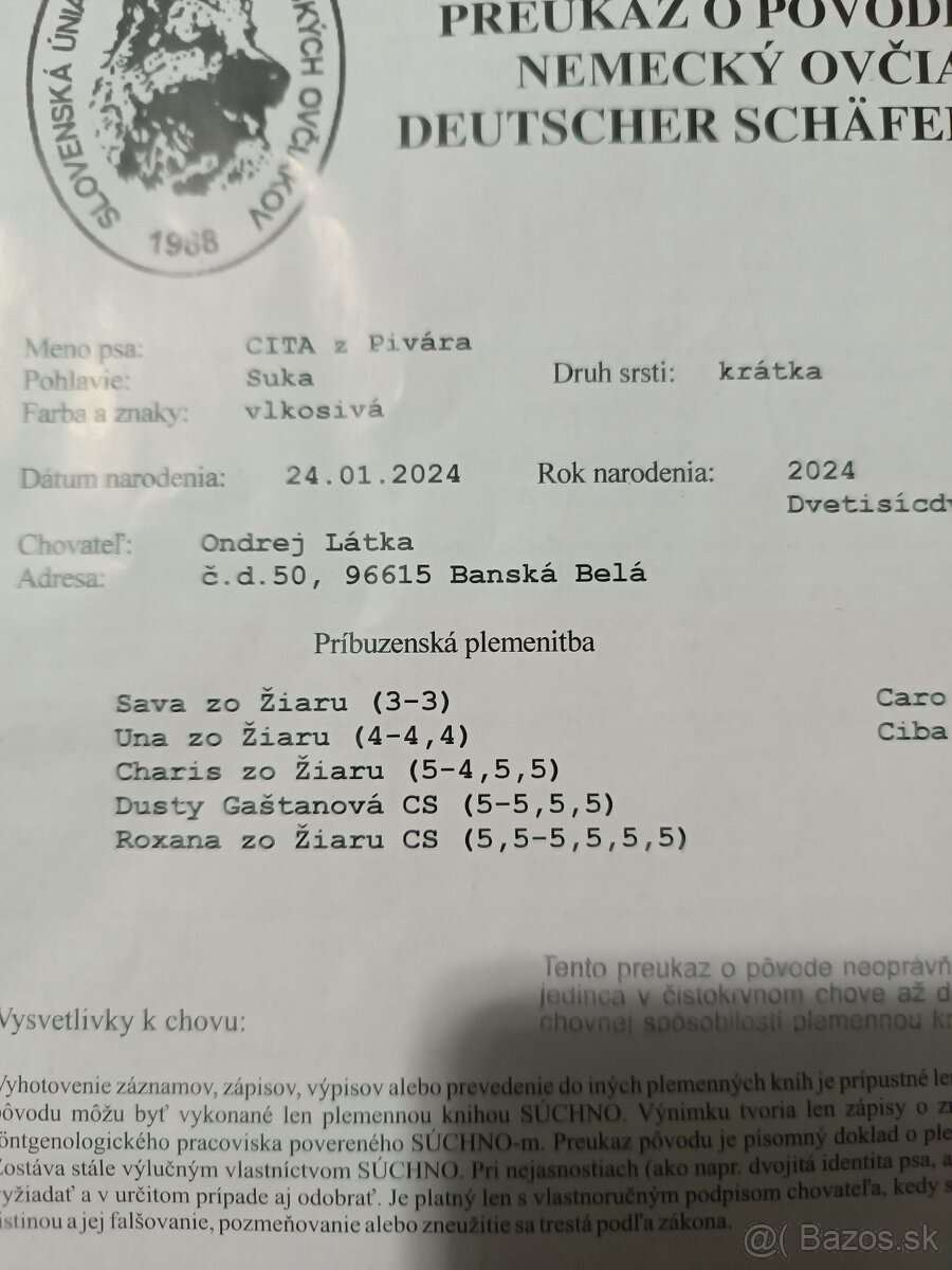 Nemecký ovčiak - 11