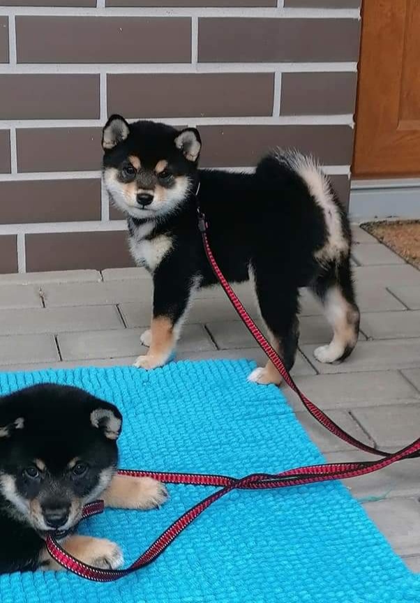Shiba inu - 11