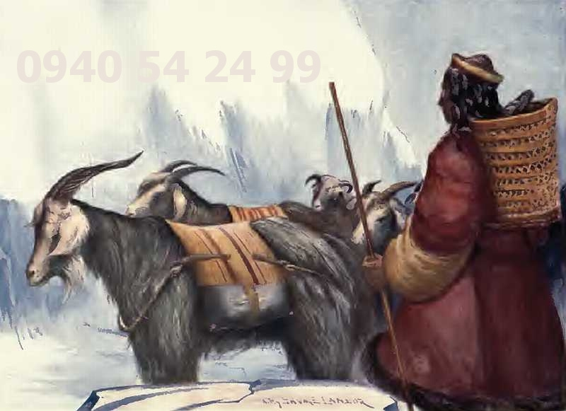 Domáci kefír - Tibetská huba - 11