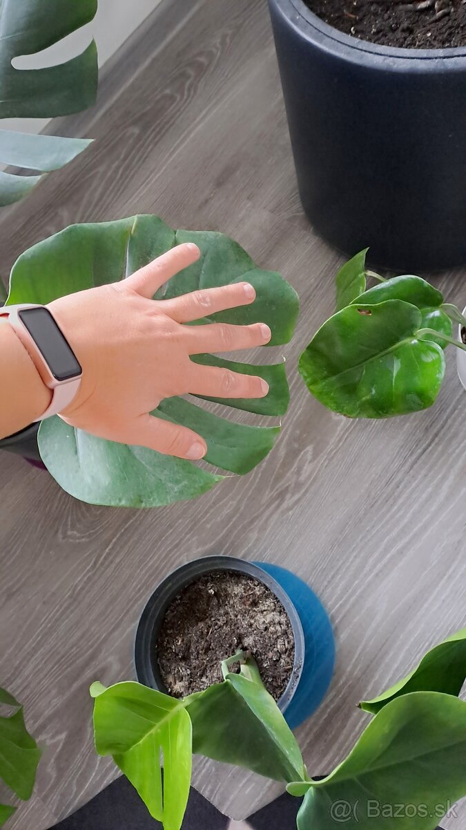 Monstera kvet cca 30-40cm - 11