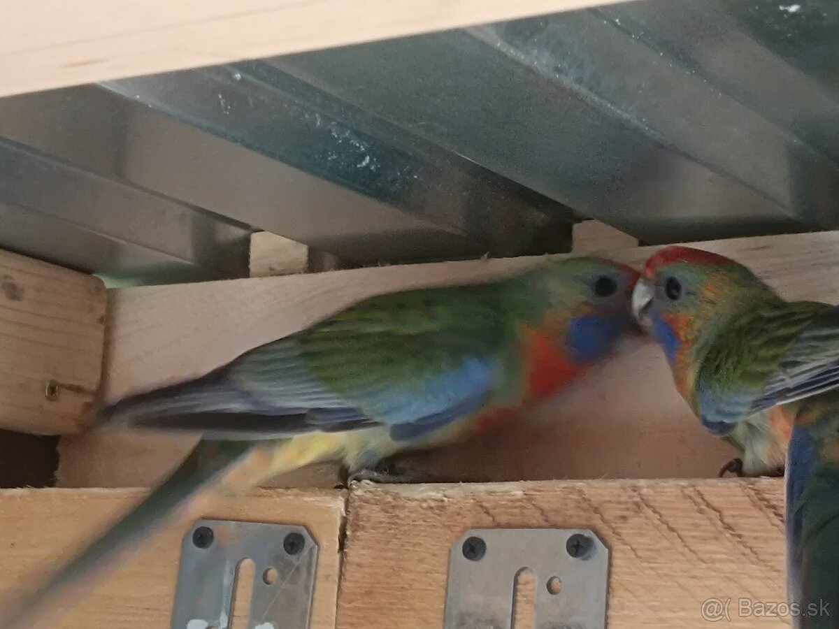 Predám - Rozela Adelaidská - 11