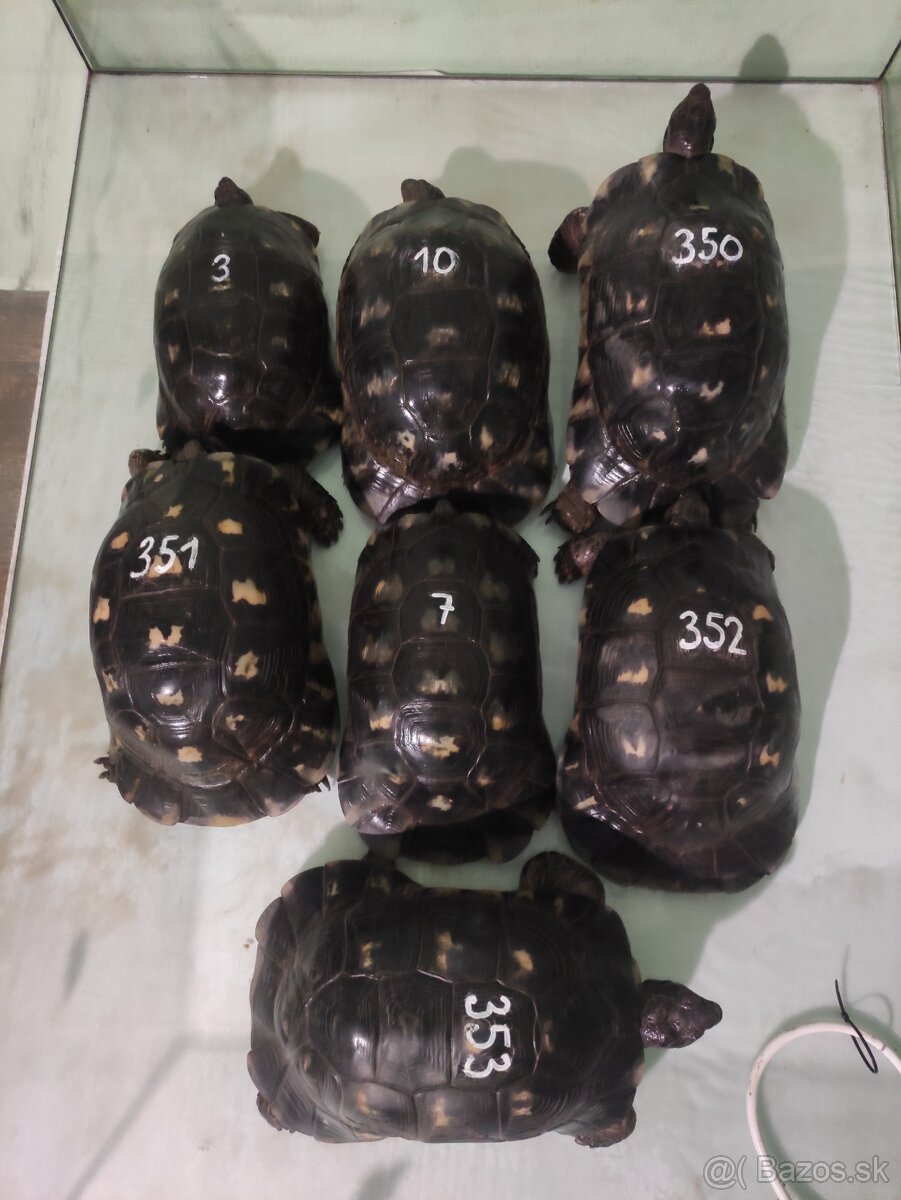 Suchozemská korytnačka-vlastný odchov 2025 - 11