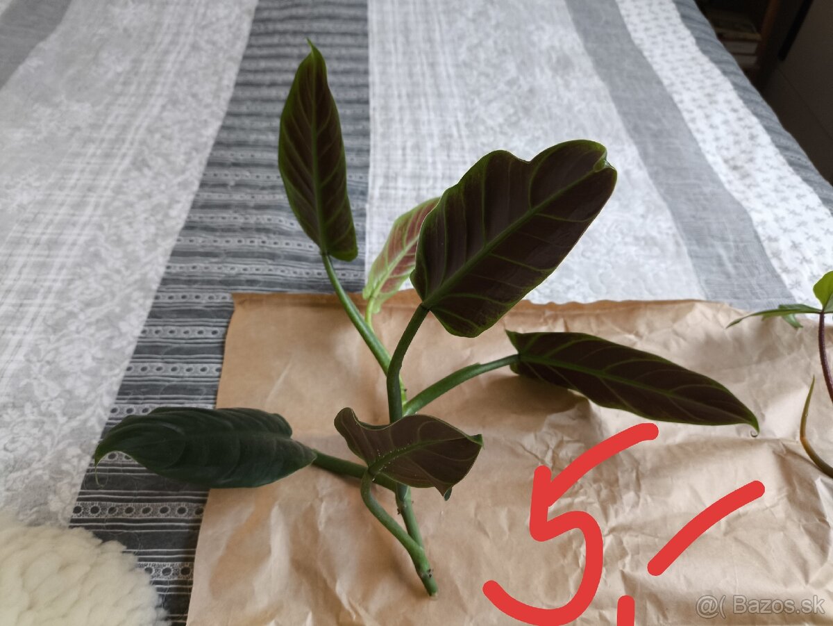 Izbové rastliny odrezky - 11